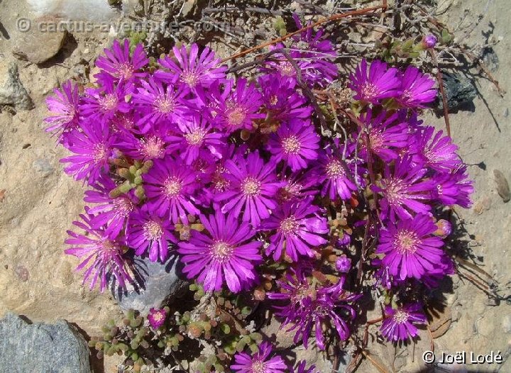 Drosanthemum floribundum Dscf0351